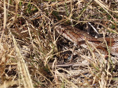 Lampropeltis calligaster