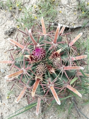 Ferocactus latispinus