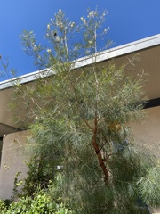 Grevillea whiteana