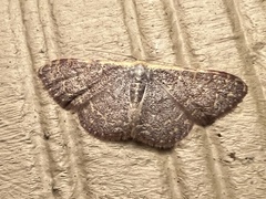 Leptostales pannaria