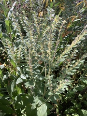 Lithospermum parviflorum