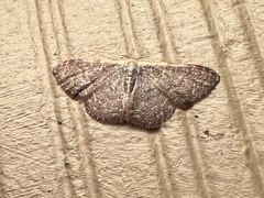 Leptostales pannaria