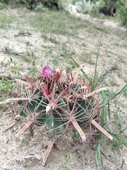 Ferocactus latispinus