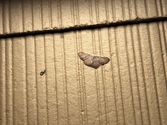 Leptostales pannaria