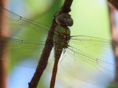 Coryphaeschna diapyra