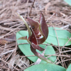 Chiloglottis triceratops