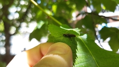 Elateridae