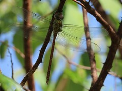 Coryphaeschna diapyra