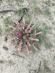 Ferocactus latispinus