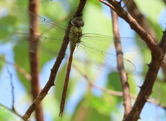 Coryphaeschna diapyra