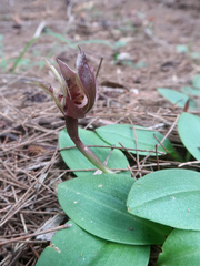 Chiloglottis triceratops