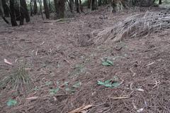 Chiloglottis triceratops