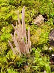 Alloclavaria purpurea