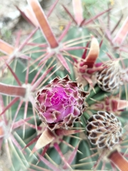 Ferocactus latispinus