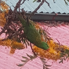 Trichoglossus chlorolepidotus