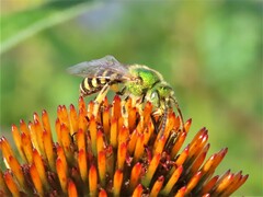 Agapostemon texanus