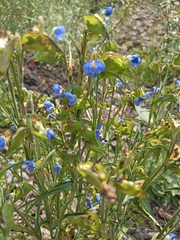 Commelina tuberosa