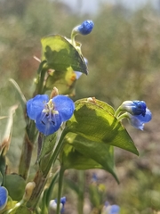 Commelina tuberosa