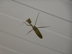Stagmatoptera