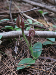 Chiloglottis triceratops