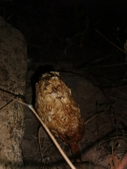 Podaxis