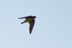 Alopochelidon fucata