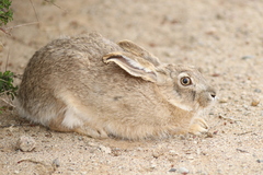 Lepus tolai