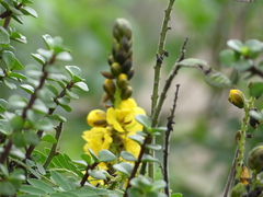 Senna didymobotrya