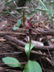 Chiloglottis triceratops
