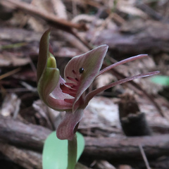 Chiloglottis triceratops