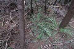Chiloglottis triceratops
