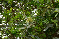 Schinus terebinthifolia