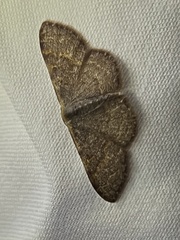 Leptostales pannaria