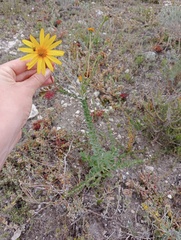 Osteospermum imbricatum