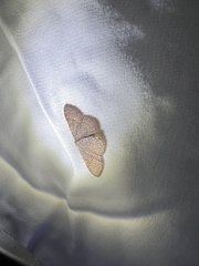 Leptostales pannaria