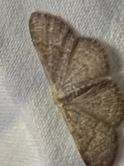 Leptostales pannaria