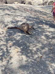 Petrogale mareeba