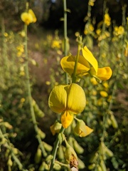 Crotalaria spectabilis