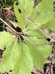 Sanicula marilandica
