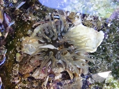Actiniidae