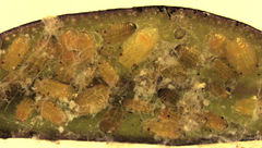 Ctenarytaina insularis