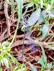 Onychargia atrocyana