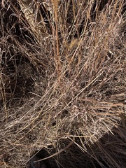 Panicum dichotomiflorum