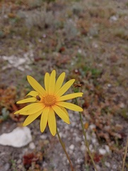 Osteospermum imbricatum