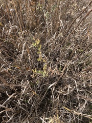 Cirsium vulgare