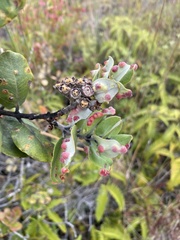 Metrosideros polymorpha