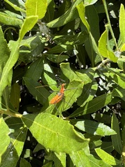Zelus longipes