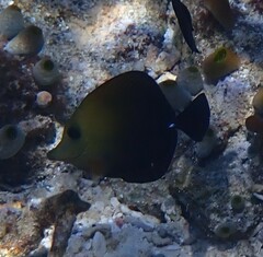 Zebrasoma scopas