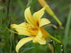 Hemerocallis lilioasphodelus