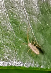 Entomobryoidea